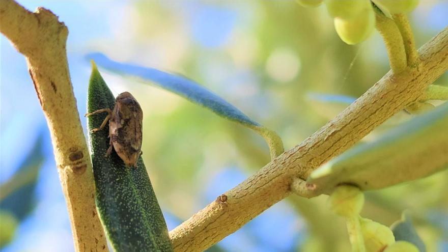 Diese winzigen Insekten bringen Mandel- und Olivenbäumen auf Mallorca den Tod