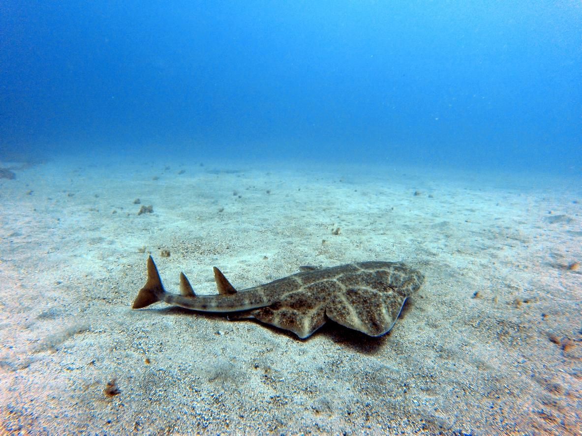 Tiburón ángel durante el buceo en Tenerife