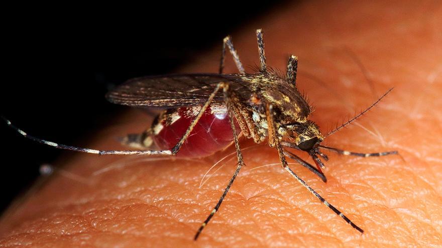 La planta que debes tener en casa para que no te molesten los mosquitos por la noche