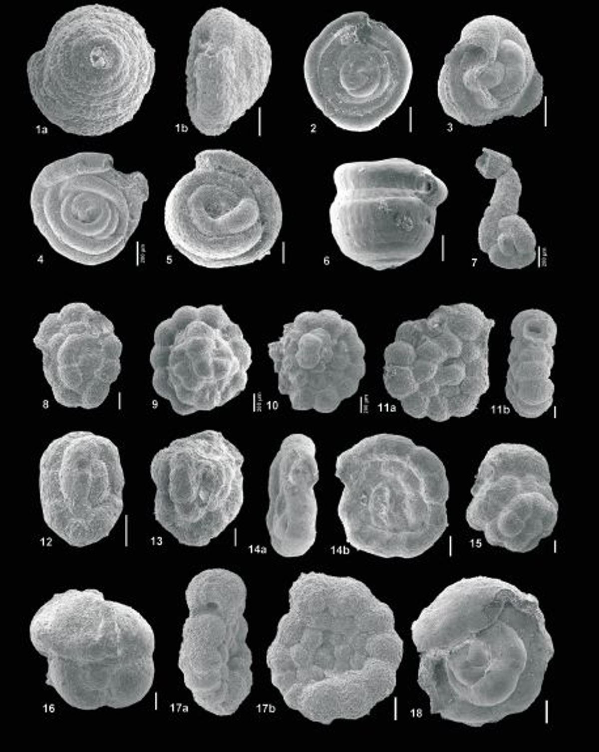 Fósiles microscópicos hallados en las llanuras abisales de Zelandia