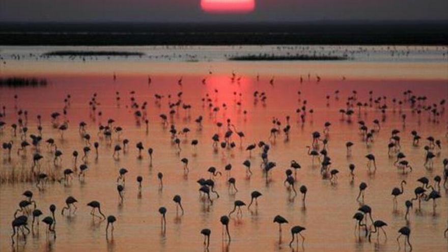 El Congreso pide al Gobierno que frene el almacén de gas en el entorno de Doñana