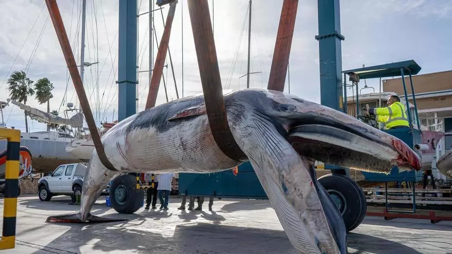 Aparece sin vida un rorcual común de nueve metros en la bocana del Club Náutico de Valencia