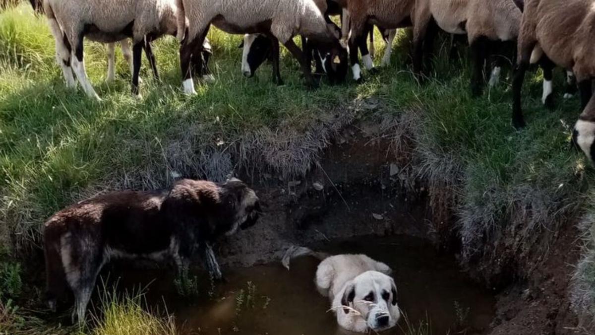 La sequía agota el río Aliste y de sus 27 afluentes solamente sobrevive el Frío