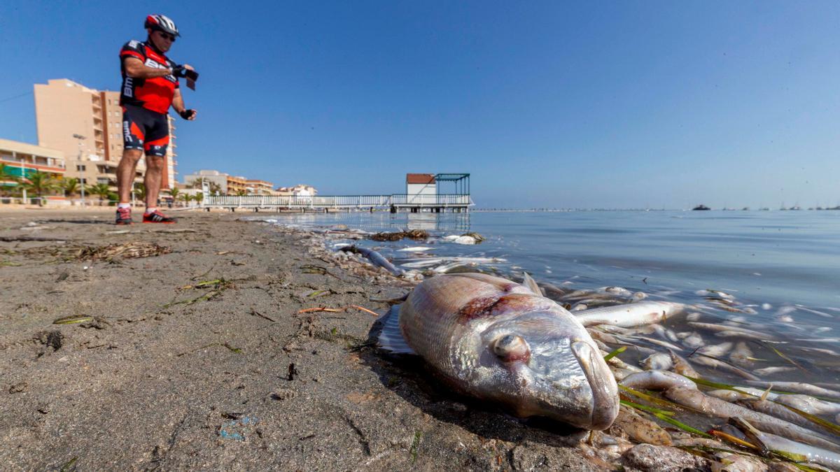 Peces muertos a la orilla del Mar Menor.