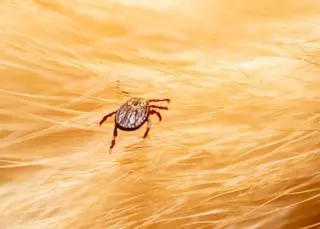 La enfermedad de Lyme, transmitida por garrapatas, se oculta en otras dolencias