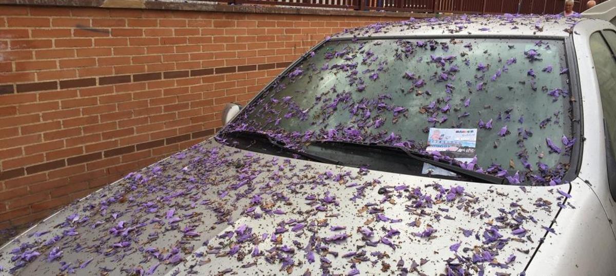 La caída de flores molesta a los vecinos