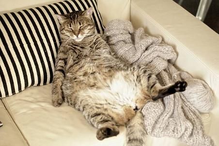 gato sobrepeso