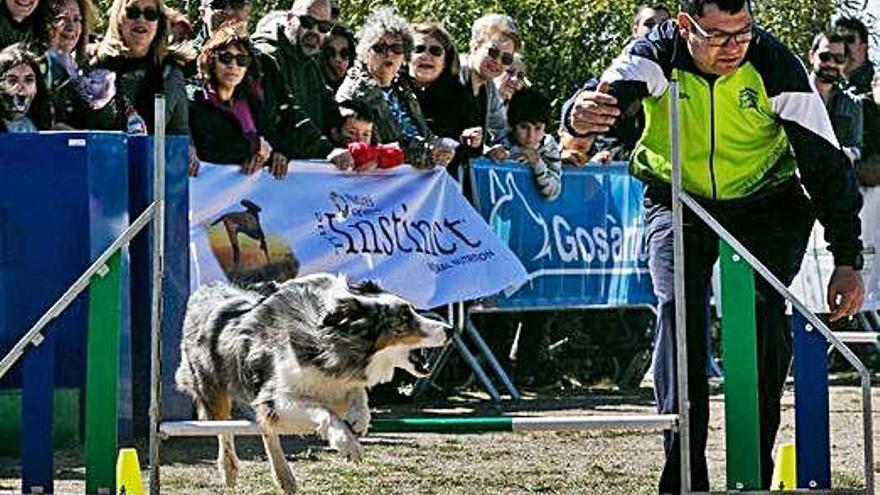 Arriba a Gavà la tercera edició del Dog Day