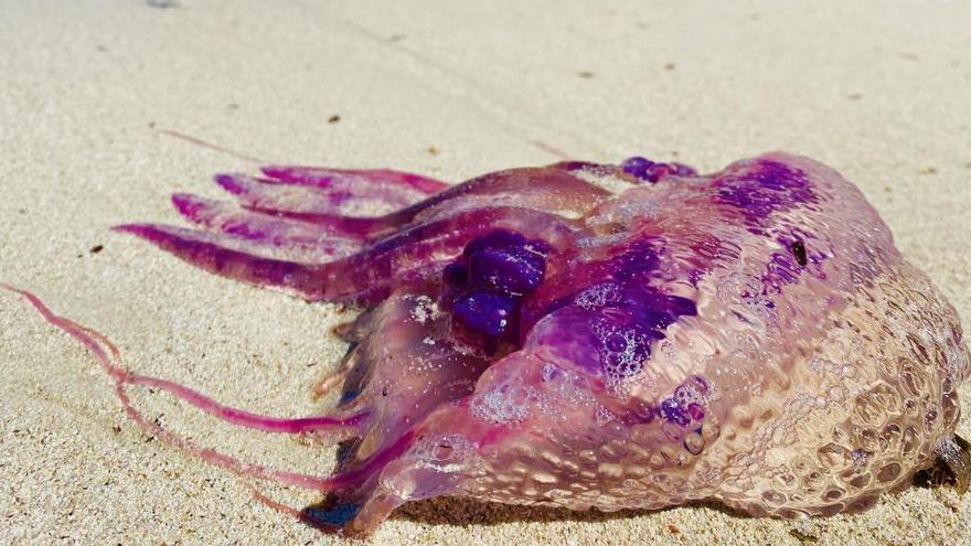 Eine Leuchtqualle am Strand von Es Llombards auf Mallorca. Das Bild stammt von MZ-Leser Kai Zahn.