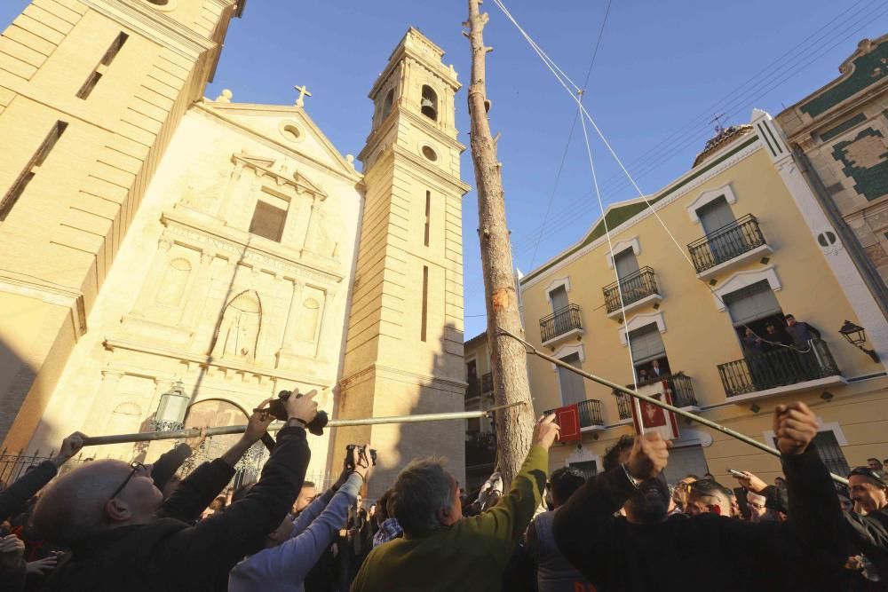 Plantà del Primer Pi de la Foguera de Canals 2019