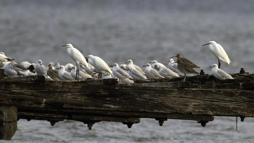 La migración prenupcial de las aves se acerca