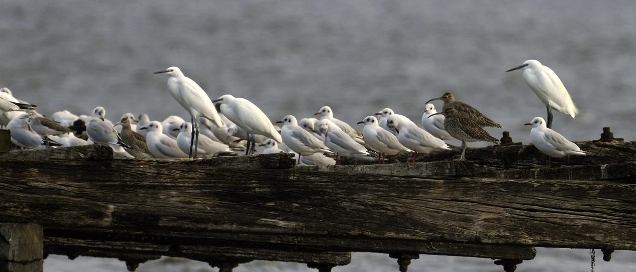 Las bateas son un excelente posadero para todo tipo de aves.