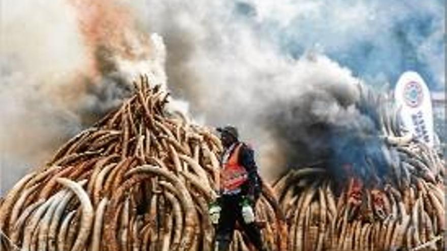 La crema es va fer ahir al Parc Nacional de Nairobi.