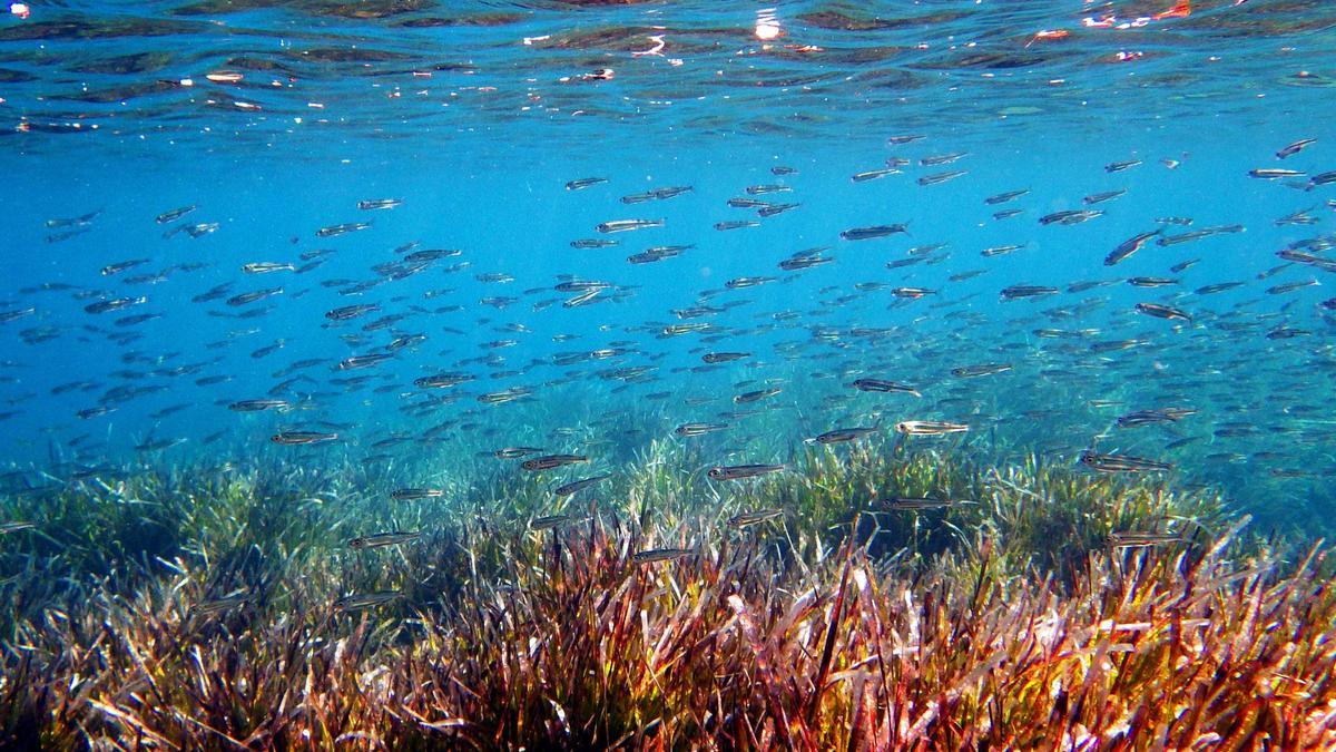 La exposición a temperaturas elevadas puede modificar el ADN de los peces