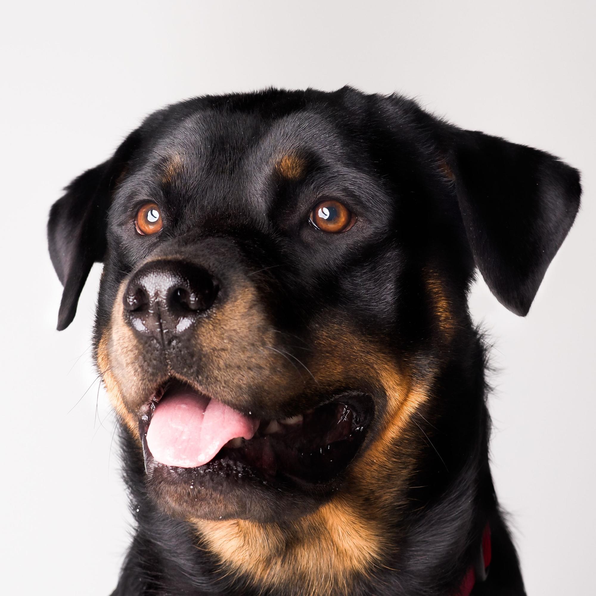 El Rottweiler es una de las razas de perros más caras en España