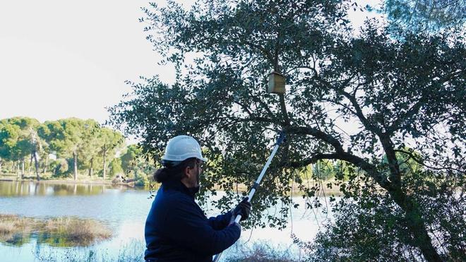 Primera víctima mortal por la fiebre del virus del Nilo en Sevilla desde 2024