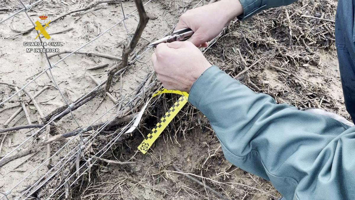 Inspección del Seprona