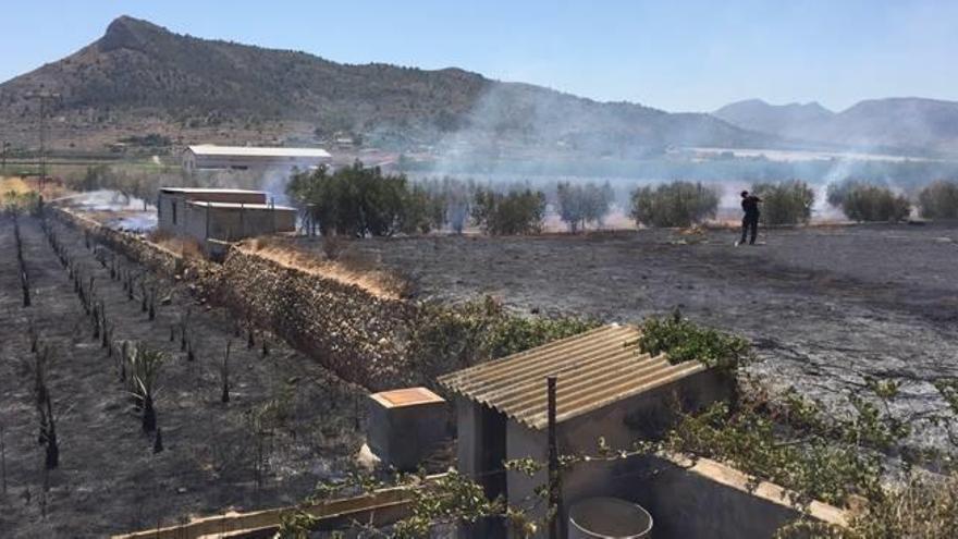 Incendio de palmeras y olivos en Aspe