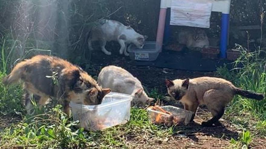 Alertan del aumento sin control de gatos callejeros en una zona de Gilet