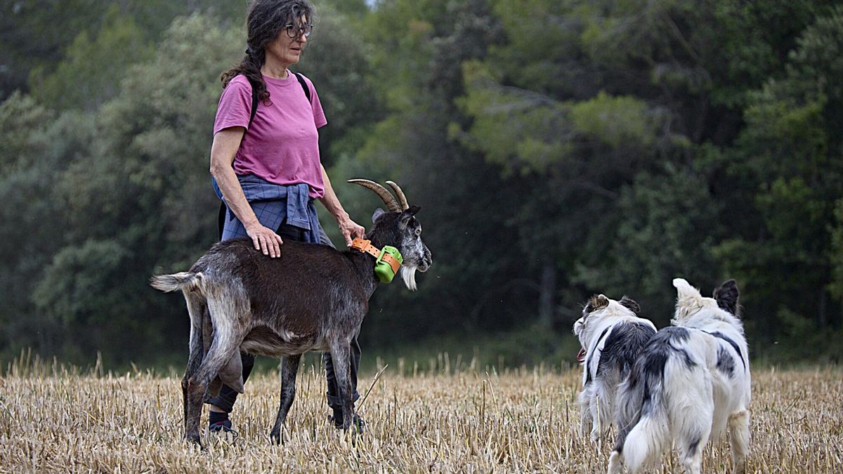 La atención personalizada cambia la mirada de los pastores hacia el lobo: "Al principio lo queríamos muerto, pero ahora podemos convivir"