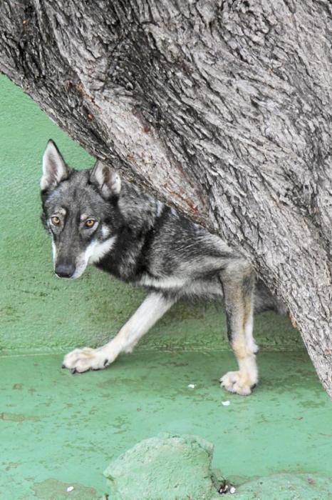 Guillermo Novoa züchtet in Inca im Inselinnern von Mallorca Iberische Wolfshunde. Es ist eine Rasse, die es zuvor nicht gab. Seine Hündin hat gerade zehn Welpen geworfen.