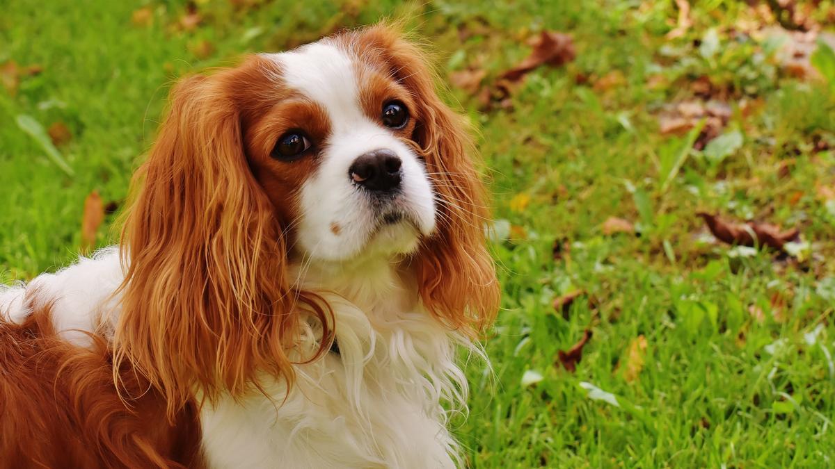 MASCOTAS: ¿Perro o gato? Las razas de perros que podrían hacerse pasar por  felinos