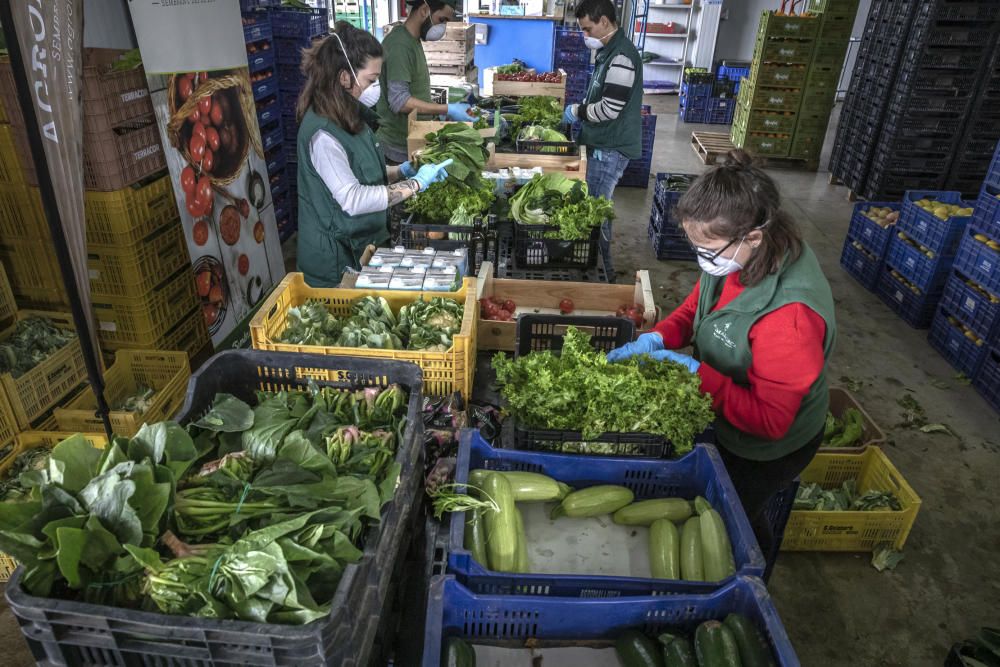 Coronavirus en Mallorca: El campo mallorquín se convierte en la respuesta al confinamiento