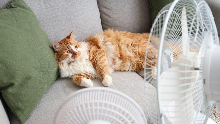 Eva Sánchez-Paniagua, veterinaria: “Un gato con calor puede dormir más, pero no debería dejar de comer o beber”