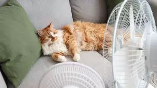 Eva Sánchez-Paniagua, veterinaria: “Un gato con calor puede dormir más, pero no debería dejar de comer o beber”