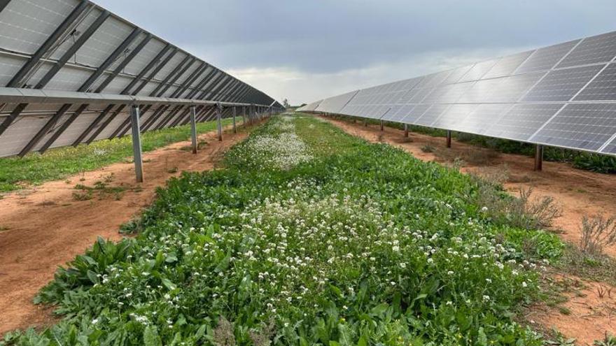 Renovables en la agricultura. Planta solar en la comunidad de regantes del Valle Inferior del Guadalquivir.
