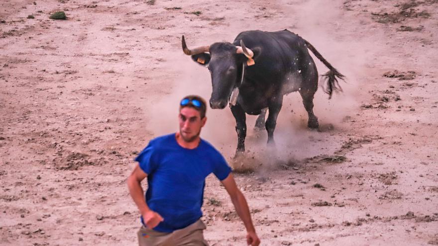 Encierro de la vaquilla en El Moralet