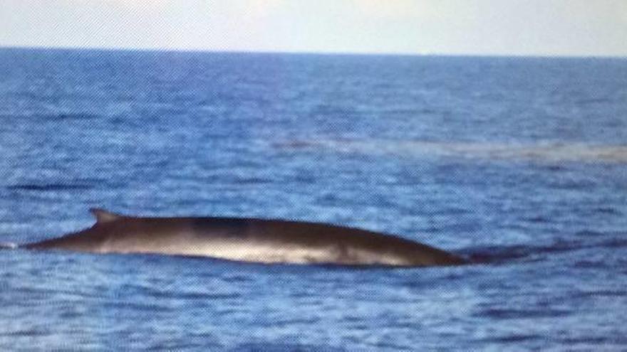 Ilicitanos avistan ballenas junto a Ibiza
