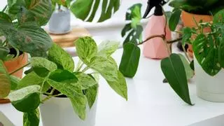 Las plantas purificadoras de aire que debes tener en tu hogar para una vida más saludable