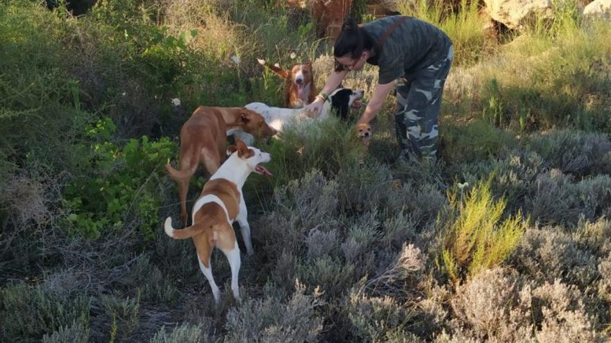 El Botànic lleva al pleno del 22 de febrero la Ley de Bienestar Animal de la Comunidad Valenciana para su aprobación