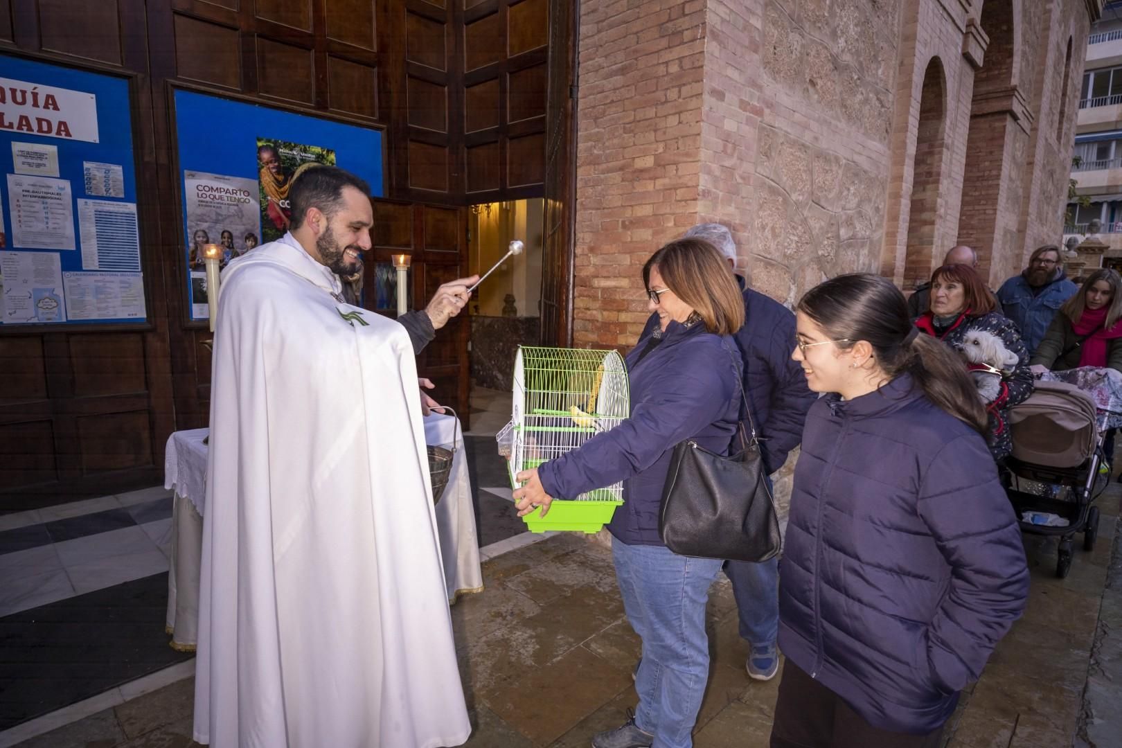 Bendición de animales por San Antón bajo una lluvia invernal en Torrevieja