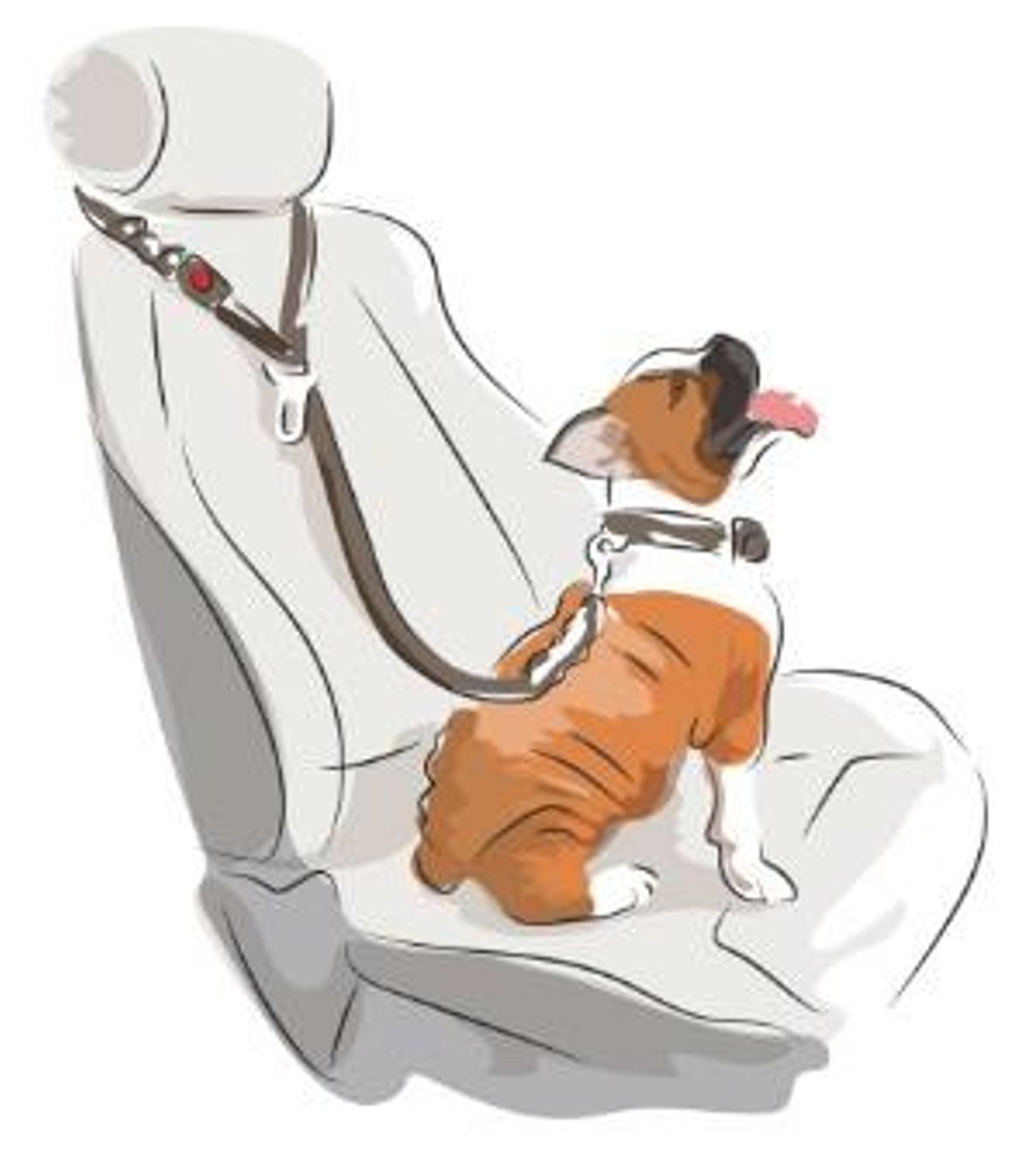 La DGT lo advierte: no uses esto si quieres proteger a tu mascota en el vehículo