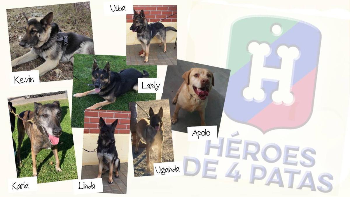 Estos 11 perros policías se jubilan y buscan familias que los adopten -  Levante-EMV