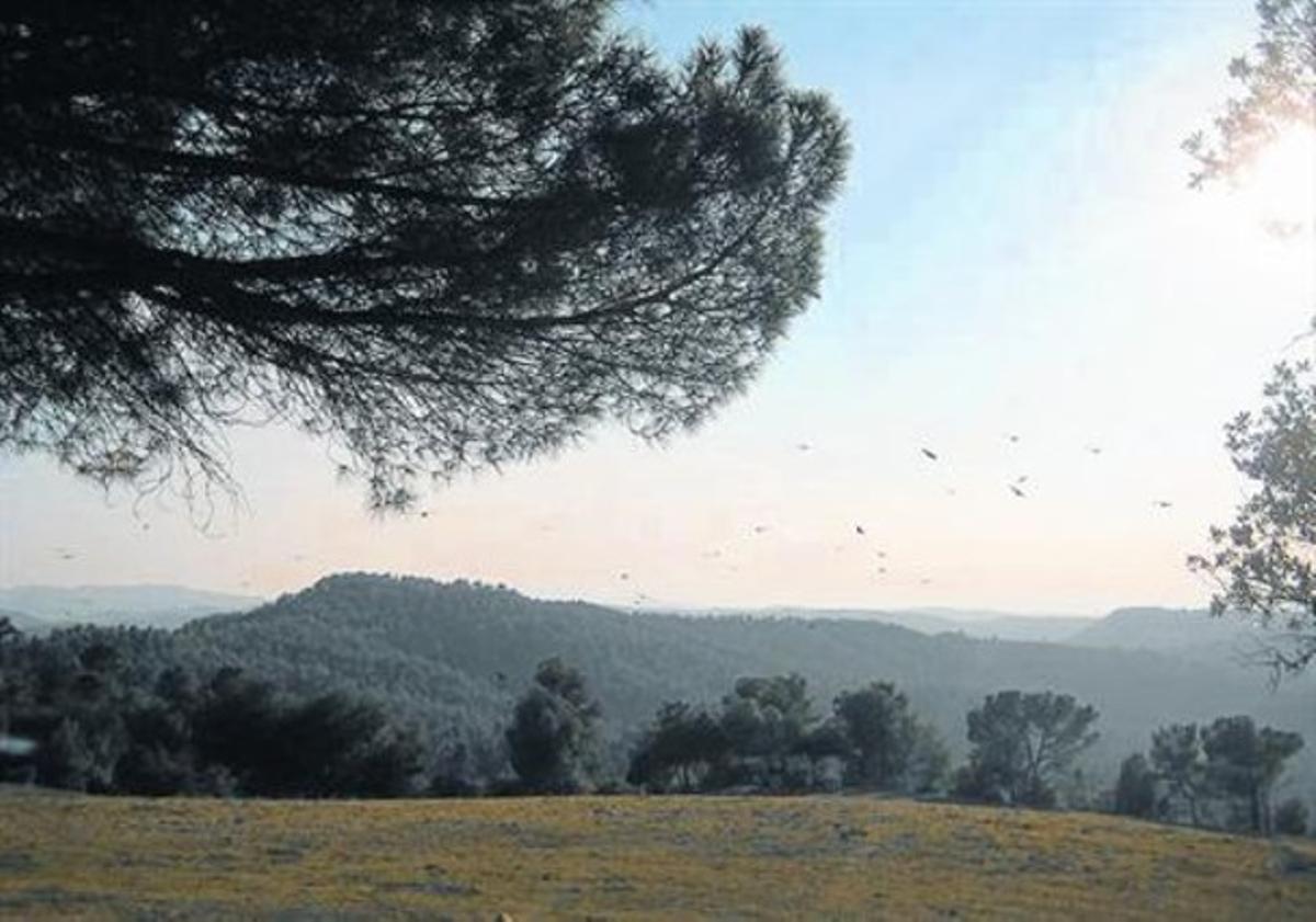 Un grup de voltors volen al cel de Serramitja, a prop de Moià. Un grup de voltors volen al cel de Serramitja, a prop de Moià.