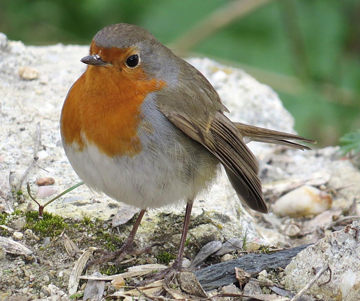 El petirrojo o pimentera: un pájaro muy nombrado