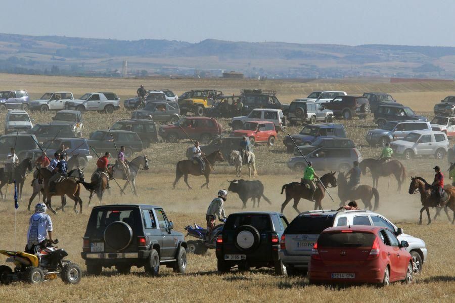 Fiestas en Moraleja del Vino: Encierro