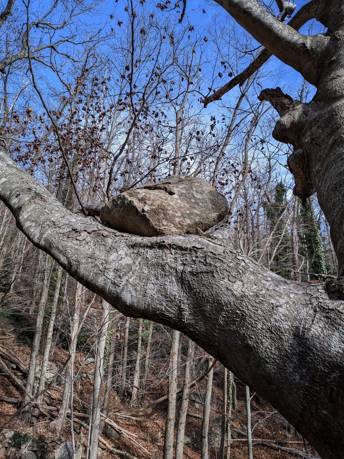 La pedra que aguanta l'arbre i que li dona nom.