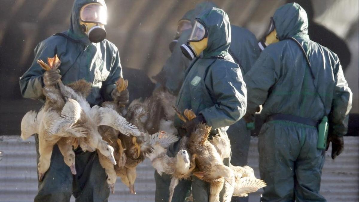 jjubierre36778587 workers gather ducks to be culled in latrille  france  janua170106135038