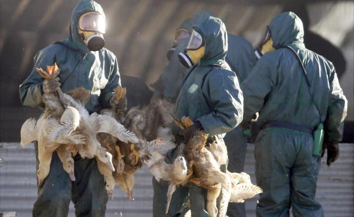 jjubierre36778587 workers gather ducks to be culled in latrille  france  janua170106135038