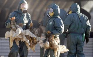 Francia gasea miles de patos para contener la gripe aviaria