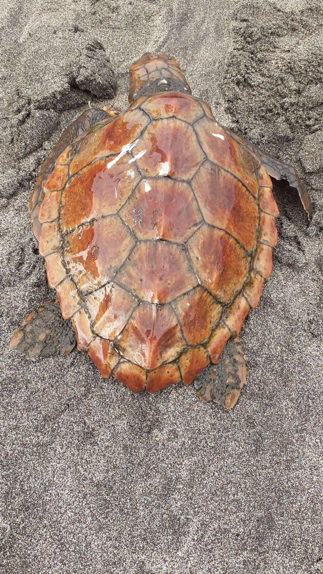 Tortuga rescatada en la playa de Bajamar