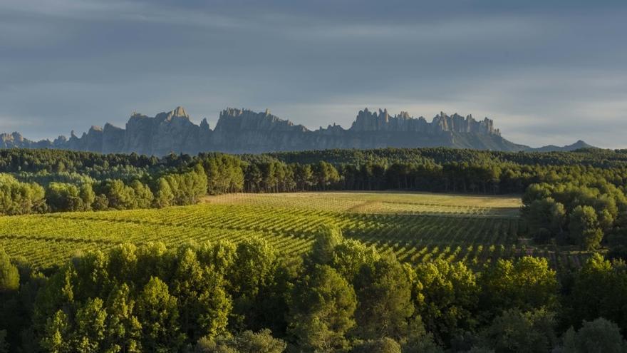 Un projecte reconstruirà virtualment el paisatge vinícola d’Avinyó, Artés i Sallent