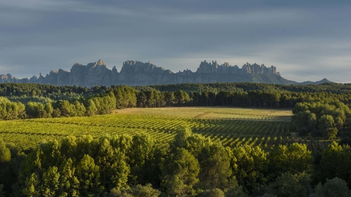 Una panoràmica el paisatge vinícola del Bages