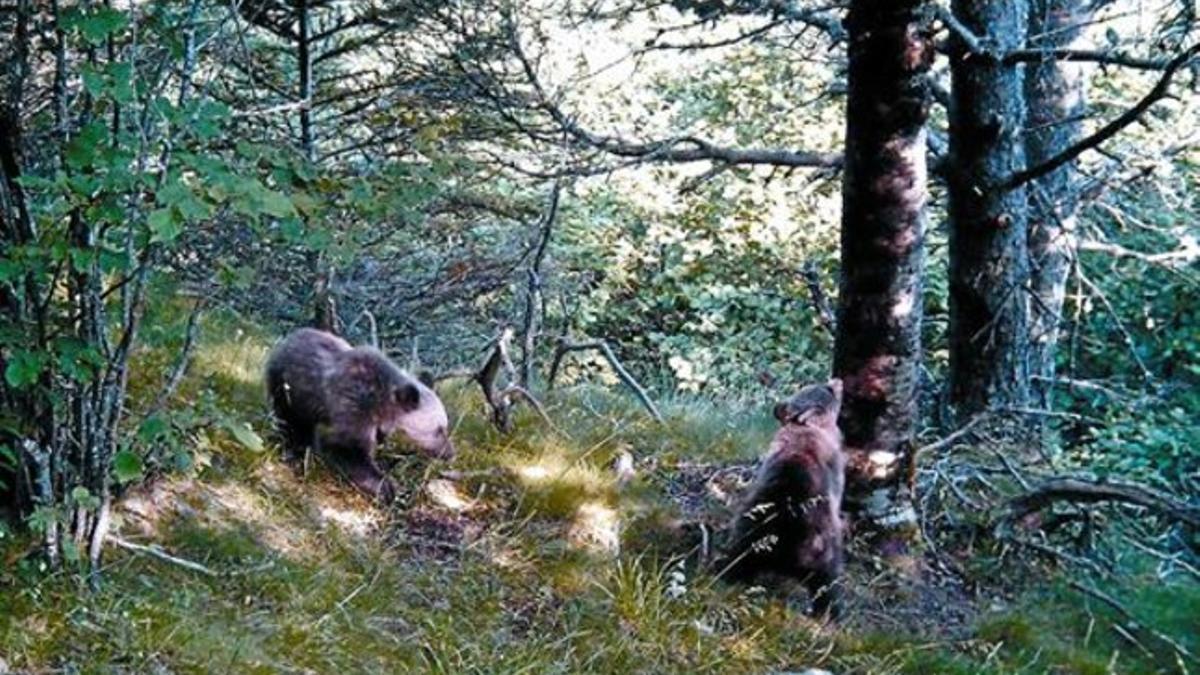 RÉCORD DE NACIMIENTOS DE LOS OSOS DEL PIRINEO_MEDIA_1