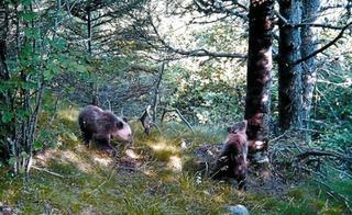 Récord de nacimientos de los osos del Pirineo