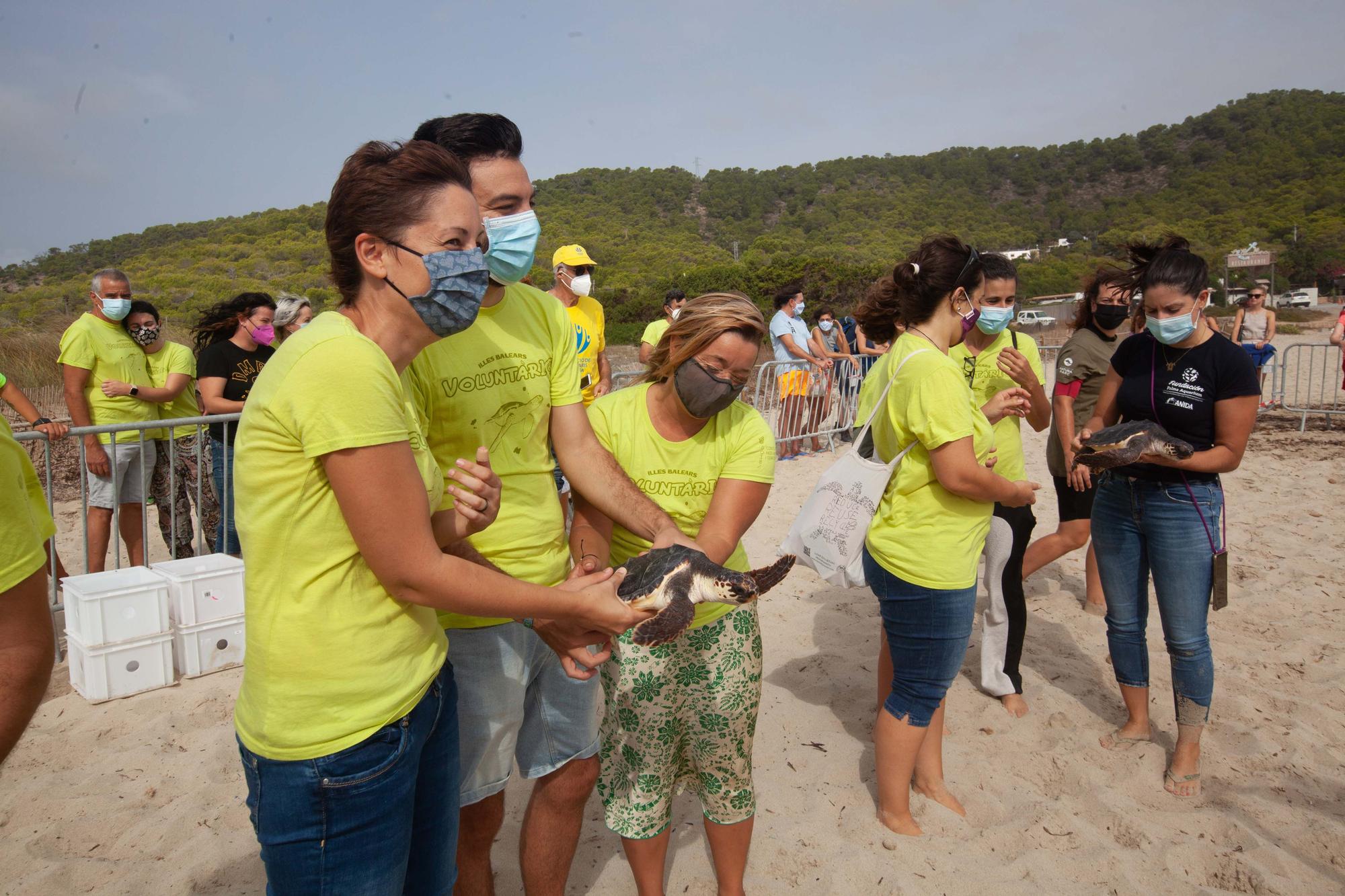Ponen en libertad a las primeras tortugas nacidas en una playa de Ibiza